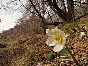 35 Ancora ellebori in fiore (Helleborus niger)
